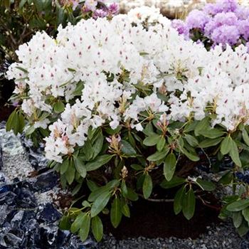 Rhododendron 'Madame Masson'