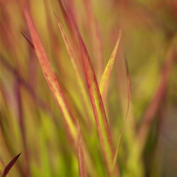 Imperata cylindrica 'Red Baron'