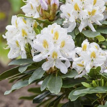 Rhododendron 'Madame Masson'