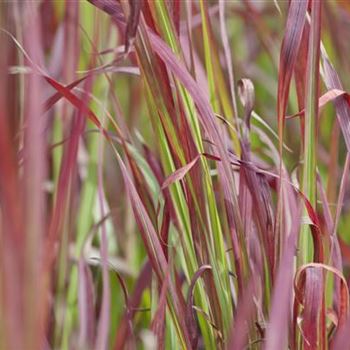 Imperata cylindrica 'Red Baron'