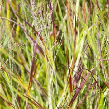 Imperata cylindrica 'Red Baron'