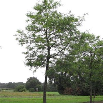 GTSU_Sol_baum_6xv_300-400x50-60x700-900_R-542_19_08_15_jh_41421.jpg