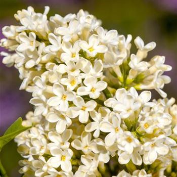 Syringa vulgaris 'Primrose'