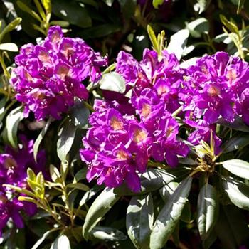 Rhododendron 'Marcel Menard'