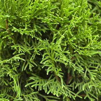 Thuja occidentalis 'Smaragd'