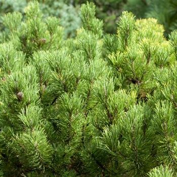 Pinus mugo 'Carsten´s Wintergold'