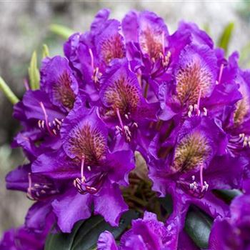 Rhododendron 'Marcel Menard'