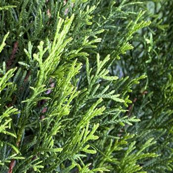 Thuja occidentalis 'Smaragd'