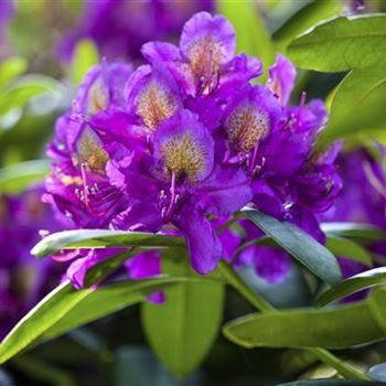 Rhododendron 'Marcel Menard'