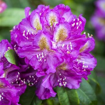 Rhododendron 'Marcel Menard'