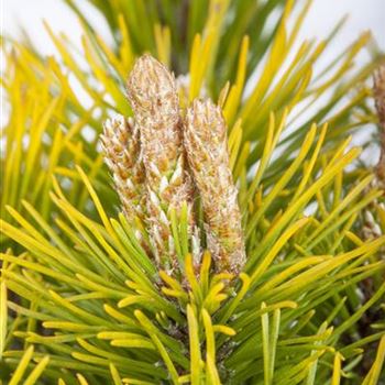 Pinus mugo 'Carsten´s Wintergold'