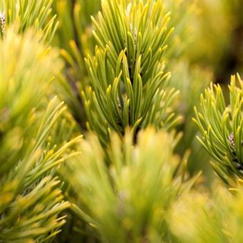 Pinus mugo 'Carsten´s Wintergold'