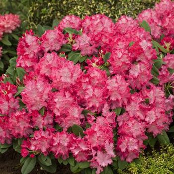 Rhododendron 'Germania'®