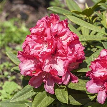 Rhododendron insigne 'Marianne von Weizsäcker'