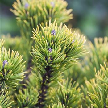 Pinus mugo 'Carsten´s Wintergold'