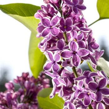 Syringa vulgaris 'Sensation'