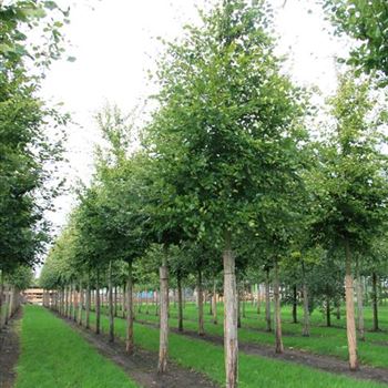 FSY_Sol_baum_5xv_200-300x30-35x400-500_G_ESCH840-41_01_10_08_25479.jpg