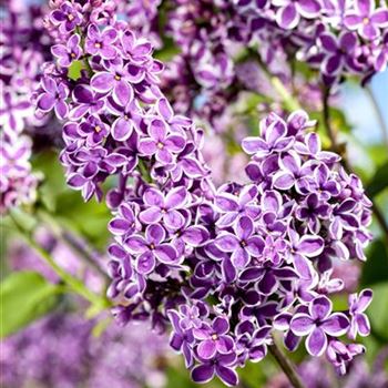 Syringa vulgaris 'Sensation'