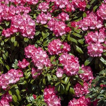 Rhododendron yakushimanum 'Morgenrot'