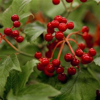 Viburnum opulus 'Compactum'