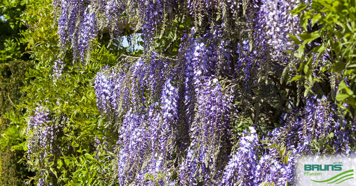 Wisteria floribunda 'Macrobotrys' von Bruns Pflanzen
