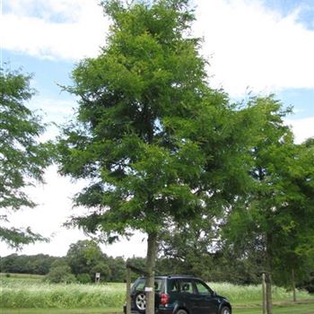 GTSU_Sol_baum_6xv_300-400x50-60x700-900_R-542_11_08_14_jh_40255.jpg