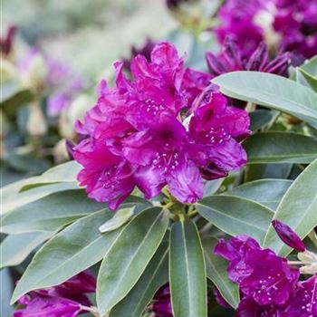 Rhododendron 'Old Port'