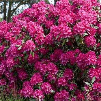 Rhododendron 'Old Port'