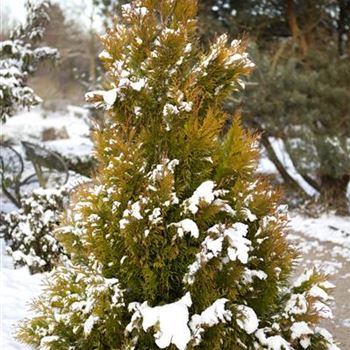 Thuja plicata '4ever' GOLDY®(s)