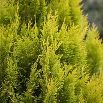 Thuja plicata '4ever' GOLDY®(s)