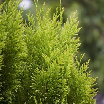 Thuja plicata '4ever' GOLDY®(s)