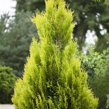 Thuja plicata '4ever' GOLDY®(s)