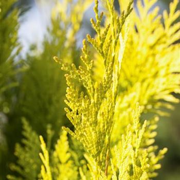 Thuja plicata '4ever' GOLDY®(s)