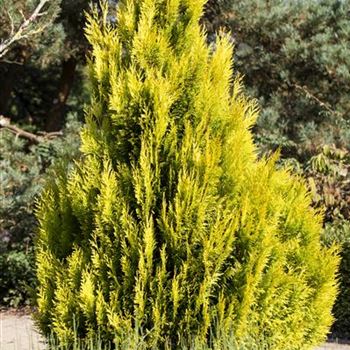 Thuja plicata '4ever' GOLDY®(s)