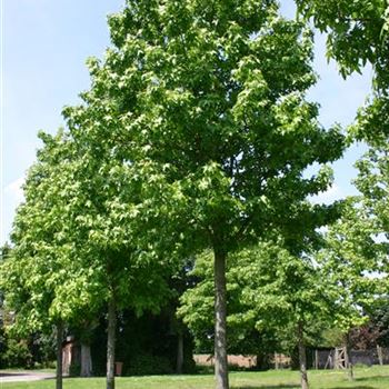 LST_Sol_baum_6xv_300-400x45-50x700-900_R_BRU1009_16_06_05_1783.jpg