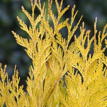 Thuja plicata '4ever' GOLDY®(s)