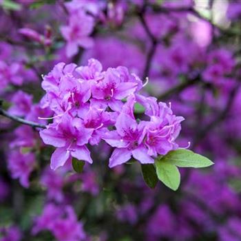 Rhododendron 'Praecox'