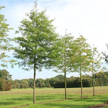 GTR_Sol_baum_5xv_200-300x40-45x500-700_R_ROG427_19_09_07_20094.jpg