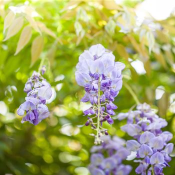 Wisteria sinensis