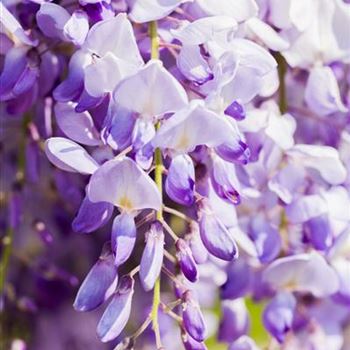 Wisteria sinensis