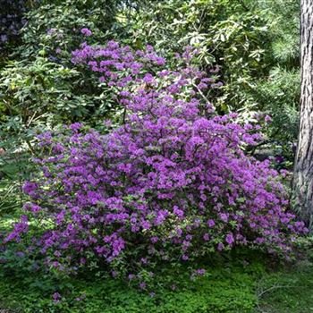 Rhododendron 'Praecox'