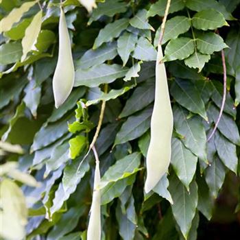 Wisteria sinensis