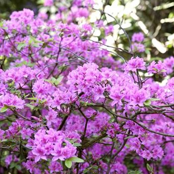 Rhododendron 'Praecox'