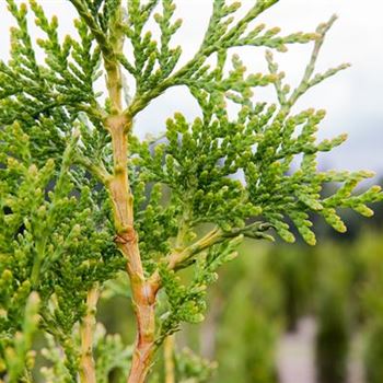 Thuja plicata 'Excelsa'