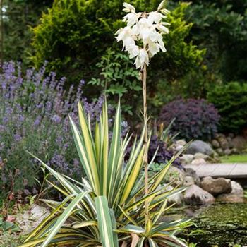 Yucca filamentosa 'Color Guard'