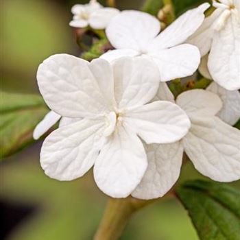 Viburnum plicatum 'Summer Snowflake'