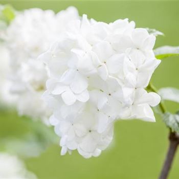 Viburnum plicatum 'Summer Snowflake'