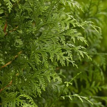 Thuja plicata 'Gelderland'