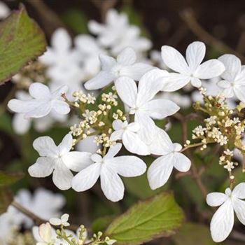 Viburnum plicatum 'Watanabe'