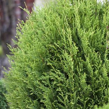 Thuja plicata 'Little Boy'